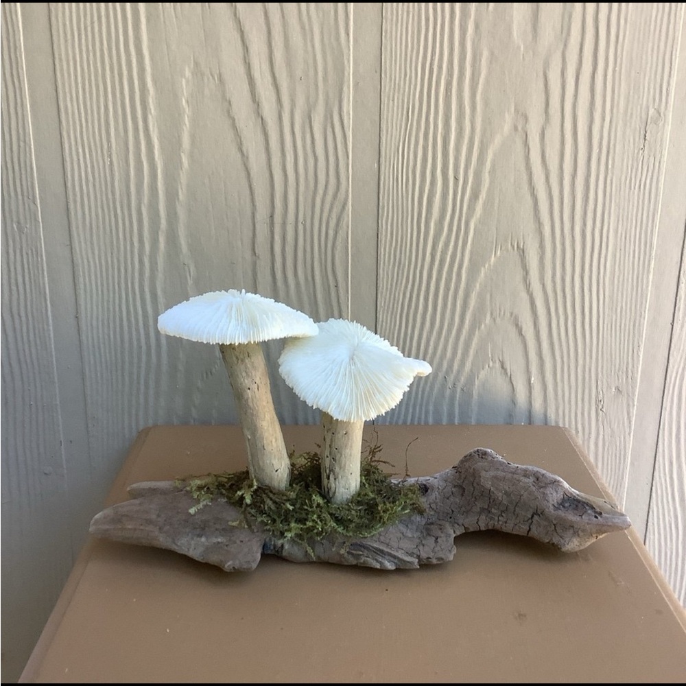Driftwood Art, Driftwood and Coral Mushrooms, Mushroom Art, Coastal Art - Picture 2 of 12